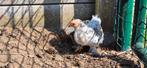 Cochin x legkip kuikens, Dieren en Toebehoren, Pluimvee
