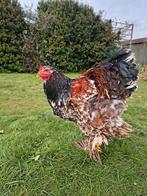 Brahma porselein hanen, Dieren en Toebehoren, Pluimvee, Mannelijk, Kip