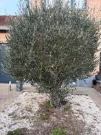 Olivier, Enlèvement, Olivier