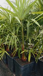 winterharde Palmbomen trachycarpus fortunei, Ophalen