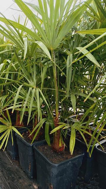  winterharde Palmbomen trachycarpus fortunei  beschikbaar voor biedingen