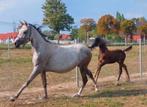 Merrie met veulen - 3j merrie met hengstenveulen Quarab, Dieren en Toebehoren, Paarden, Merrie