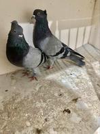 Serbische duiven hoogevliegers, Dieren en Toebehoren, Vogels | Duiven