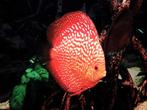 Discus