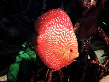 Discus  beschikbaar voor biedingen