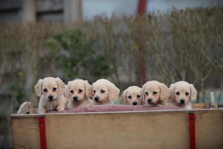 Teckels nains à poil long de couleur crème, Animaux & Accessoires, Chiens | Teckels & Bassets, Plusieurs animaux, Poils longs