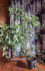 ficus benjamina, vijgenboompje  3 stuks, Huis en Inrichting, Kamerplanten, Ophalen, Ficus, Halfschaduw, 150 tot 200 cm