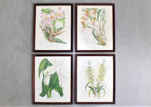 een lot van 4 litho's van planten, ca 1850, Antiek en Kunst, Kunst | Litho's en Zeefdrukken, Ophalen of Verzenden