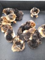 dag kuikentjes van brahma goud/zwart gezoomd, Dieren en Toebehoren, Pluimvee, Geslacht onbekend, Kip