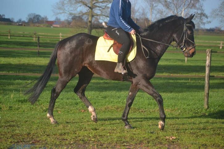 Leuke paarden alleen deze week scherp geprijsd, Dieren en Toebehoren, Pony's, Merrie