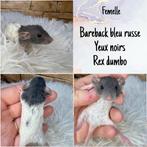 Ratons, rats dumbo rex nain, Enlèvement