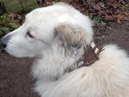 Carlanca anti wolvenhalsband, Dieren en Toebehoren, Honden-accessoires, Gebruikt, Ophalen