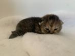 britse korthaar kitten, Chat, Vermifugé, 0 à 2 ans