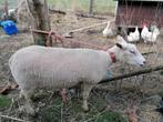 Schaap ooi goed in het vlees, Dieren en Toebehoren, Schapen, Geiten en Varkens, Vrouwelijk, Schaap, 0 tot 2 jaar