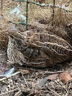 Europese kwartels, Dieren en Toebehoren, Vogels | Overige Vogels, Meerdere dieren, Wildzangvogel, Geringd