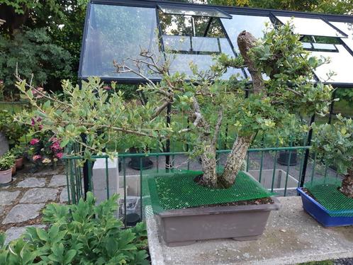 Bonsai kurkeik, Tuin en Terras, Planten | Bomen, Ophalen