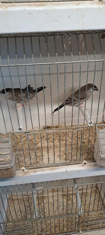 Koppel CERESAMANDINE WILDKLEUR TT, Dieren en Toebehoren, Vogels | Overige Vogels, Meerdere dieren, Tropenvogel, Geringd