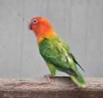 Mans Fischeri split pale fallow en opaline, Dieren en Toebehoren, Vogels | Parkieten en Papegaaien, Geringd