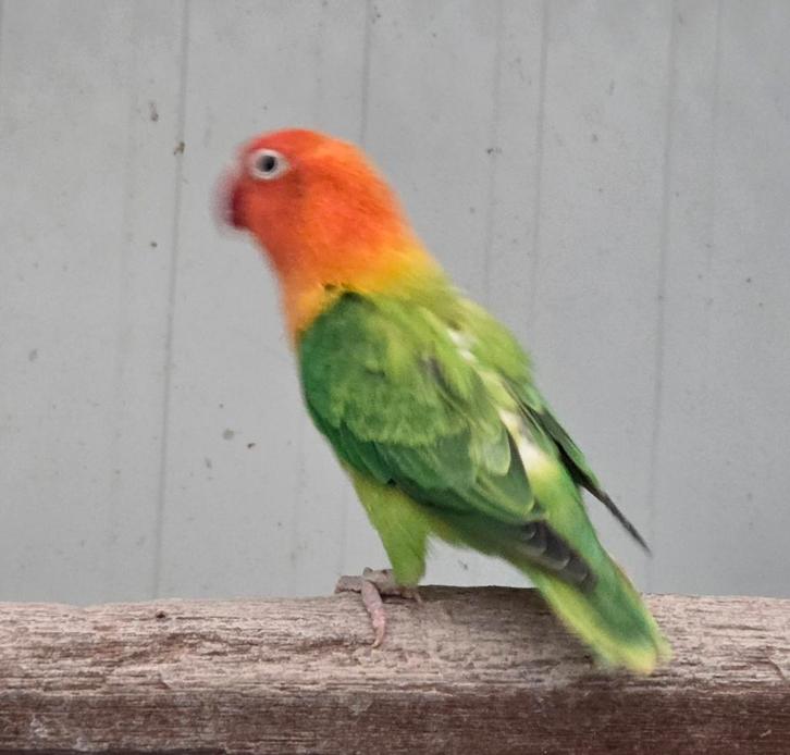 Mans Fischeri split pale fallow en opaline, Dieren en Toebehoren, Vogels | Parkieten en Papegaaien, Geringd