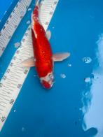 35 cm koi, Karper of Koi