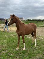2 Welsh jaarlingen, Dieren en Toebehoren, Pony's, Merrie, M, 0 tot 2 jaar, C pony (1.27m tot 1.37m)