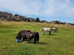 Verzorgertje gezocht voor meerdere pony's!, Dieren en Toebehoren, Paarden, Merrie, B