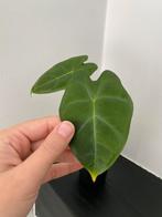Alocasia Frydek, Huis en Inrichting, Kamerplanten, Ophalen