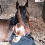 Cruzado merrie 7 jaar, Dieren en Toebehoren, Paarden en Pony's | Verzorgingsproducten, Ophalen of Verzenden