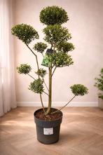 Ilex Green Crenata Bonsai, Enlèvement