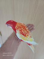 handtamme rubino rosella om verder met spuit eten te geven, Parkiet, Tam