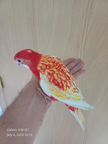 handtamme rubino rosella om verder met spuit eten te geven beschikbaar voor biedingen