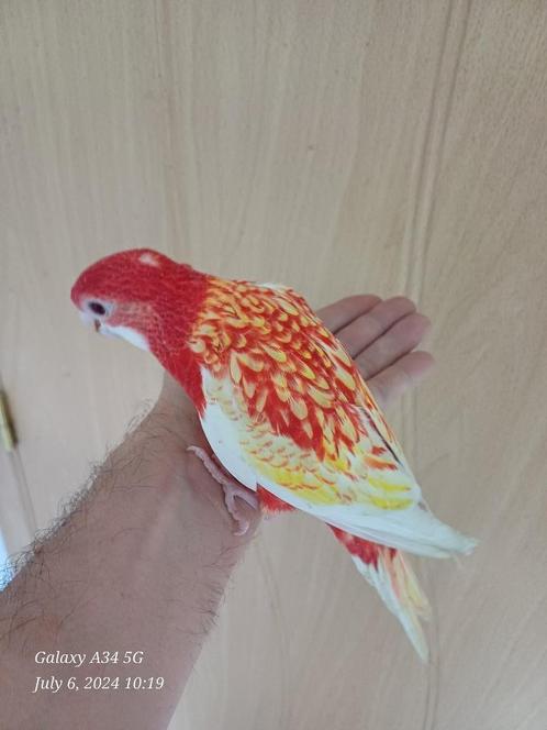 handtamme rubino rosella om verder met spuit eten te geven, Dieren en Toebehoren, Vogels | Parkieten en Papegaaien, Parkiet, Tam