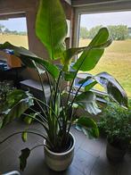 Strelitzia (Paradijsvogelplant) 200 cm hoog incl. kluit, Ophalen