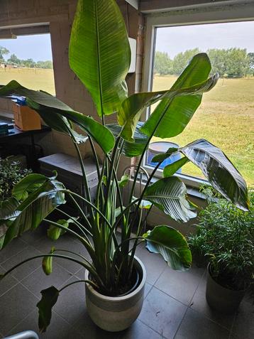 Strelitzia (Paradijsvogelplant) 200 cm hoog incl. kluit beschikbaar voor biedingen