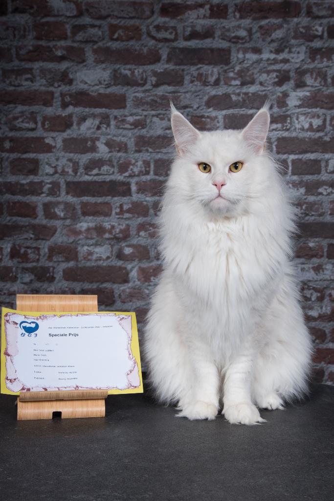 Dekkater Maine Coon, Dieren en Toebehoren, Katten en Kittens | Dekkaters, 0 tot 2 jaar