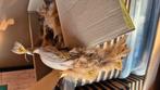 Vogels ter decoratie, Huis en Inrichting, Woonaccessoires | Overige, Ophalen