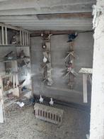 Verschillende duiven te koop, Dieren en Toebehoren