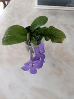 Streptocarpus, Ophalen
