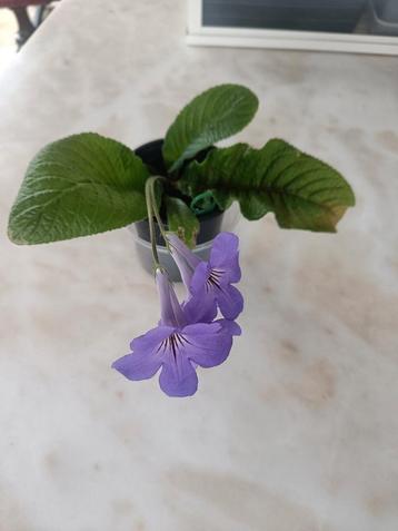 Streptocarpus beschikbaar voor biedingen