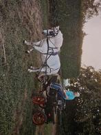 Te koop pony, Jument, Poney B (1.17 m à 1.27 m), Poney d'attelage, 11 ans ou plus