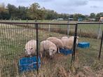 2bokken en 3 beiten te koop, Dieren en Toebehoren, Meerdere dieren, Schaap, 0 tot 2 jaar