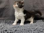 Maine Coon kitten met stamboom, Poes, Met stamboom, 0 tot 2 jaar