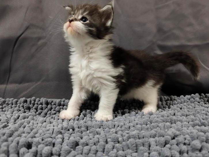 Maine Coon kitten met stamboom, Dieren en Toebehoren, Katten en Kittens | Raskatten | Langhaar, Poes, 0 tot 2 jaar, Met stamboom