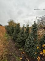 40-tal kerstbomen te koop, Tuin en Terras, Ophalen, Overige soorten