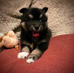 F3 Pomsky pups (mini-husky), België, Fokker | Hobbymatig, Overige rassen, 8 tot 15 weken