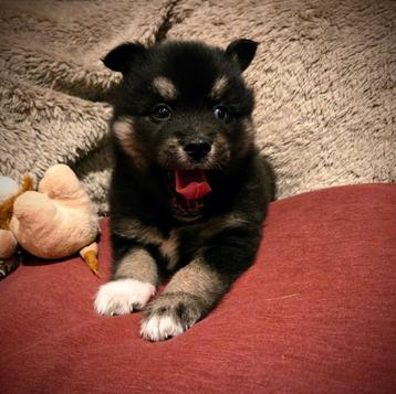 F3 Pomsky pups (mini-husky) beschikbaar voor biedingen