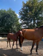 Merrieveulen (furstenball-hotline)dressuur, Merrie, Gechipt, Niet van toepassing, Dressuurpaard