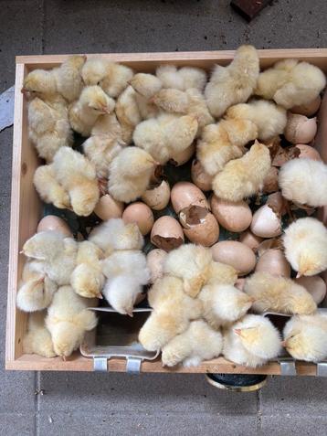 Poule de bresse kuikens, Dieren en Toebehoren