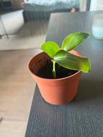 Strelitzia baby, Maison & Meubles, Enlèvement