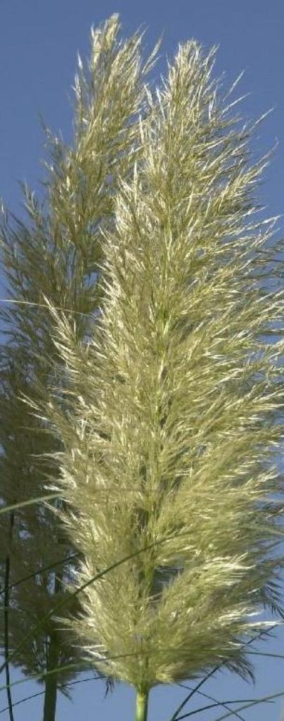 Pampagras, Tuin en Terras, Planten | Tuinplanten, Vaste plant, Siergrassen, Volle zon, Herfst, Ophalen